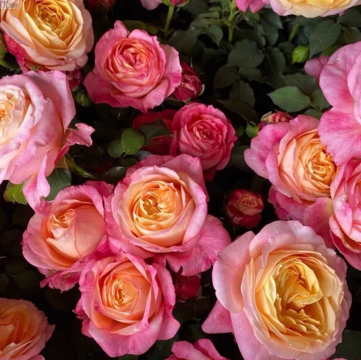 'Fire X-pression' Shrub Rose