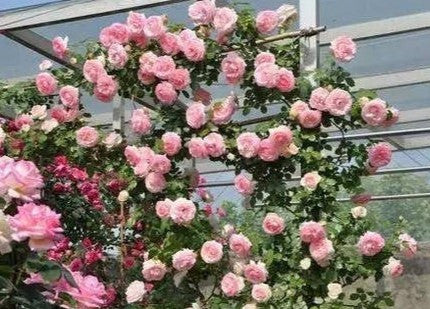 Ausbite - English Climbing Rose Brush Live Plant, 3-5 gallon