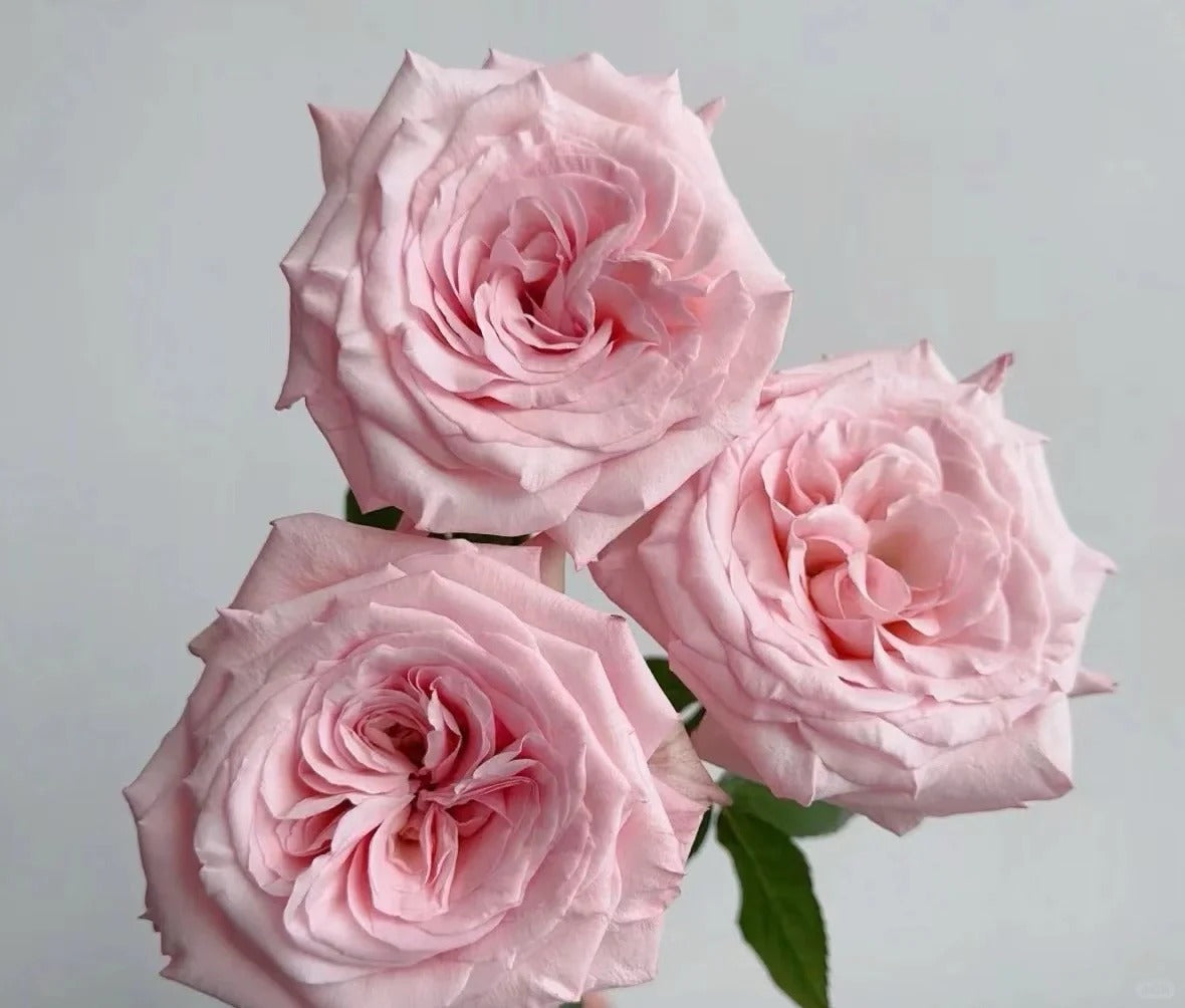 'Pink O'Hara' Shrub Rose
