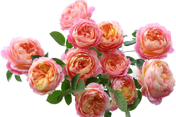'Claude Monet' Shrub Rose
