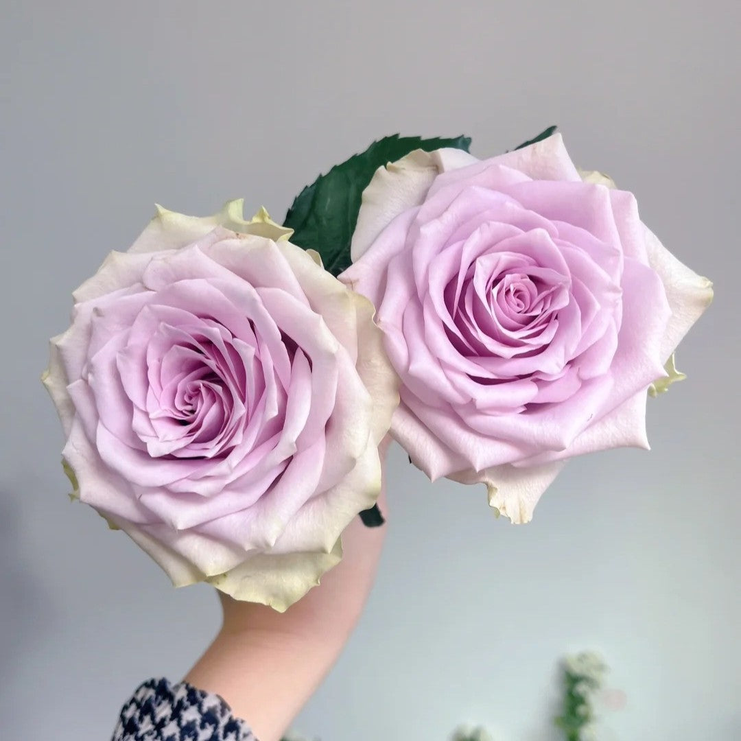 'Fifth Avenue' Shrub Rose
