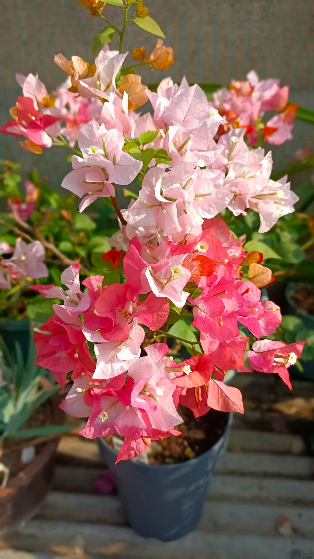Bougainvillea 'Maharani'