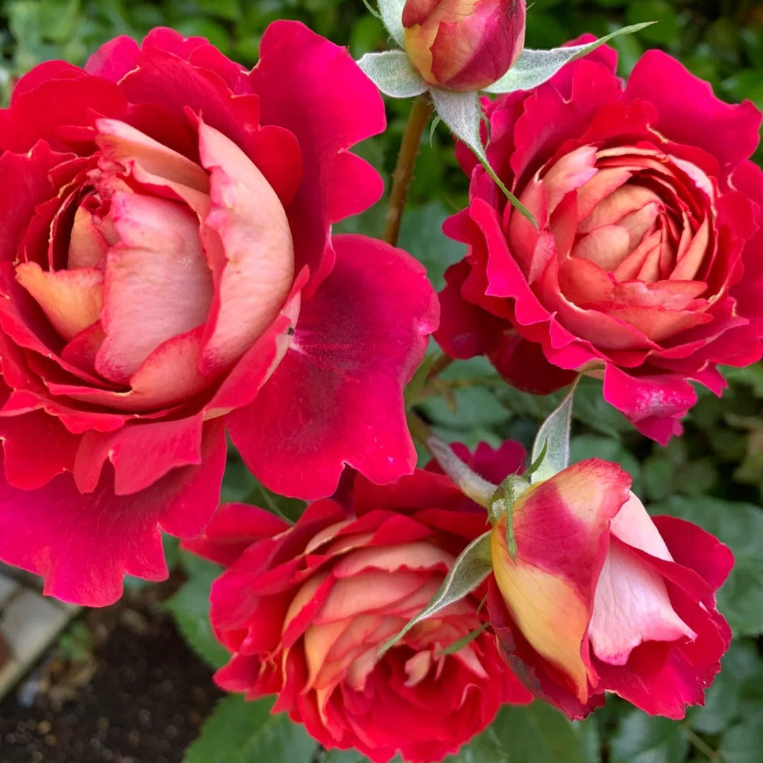 'Dominique Massad' Shrub Rose