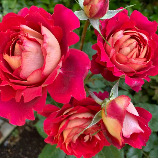 'Dominique Massad' Shrub Rose