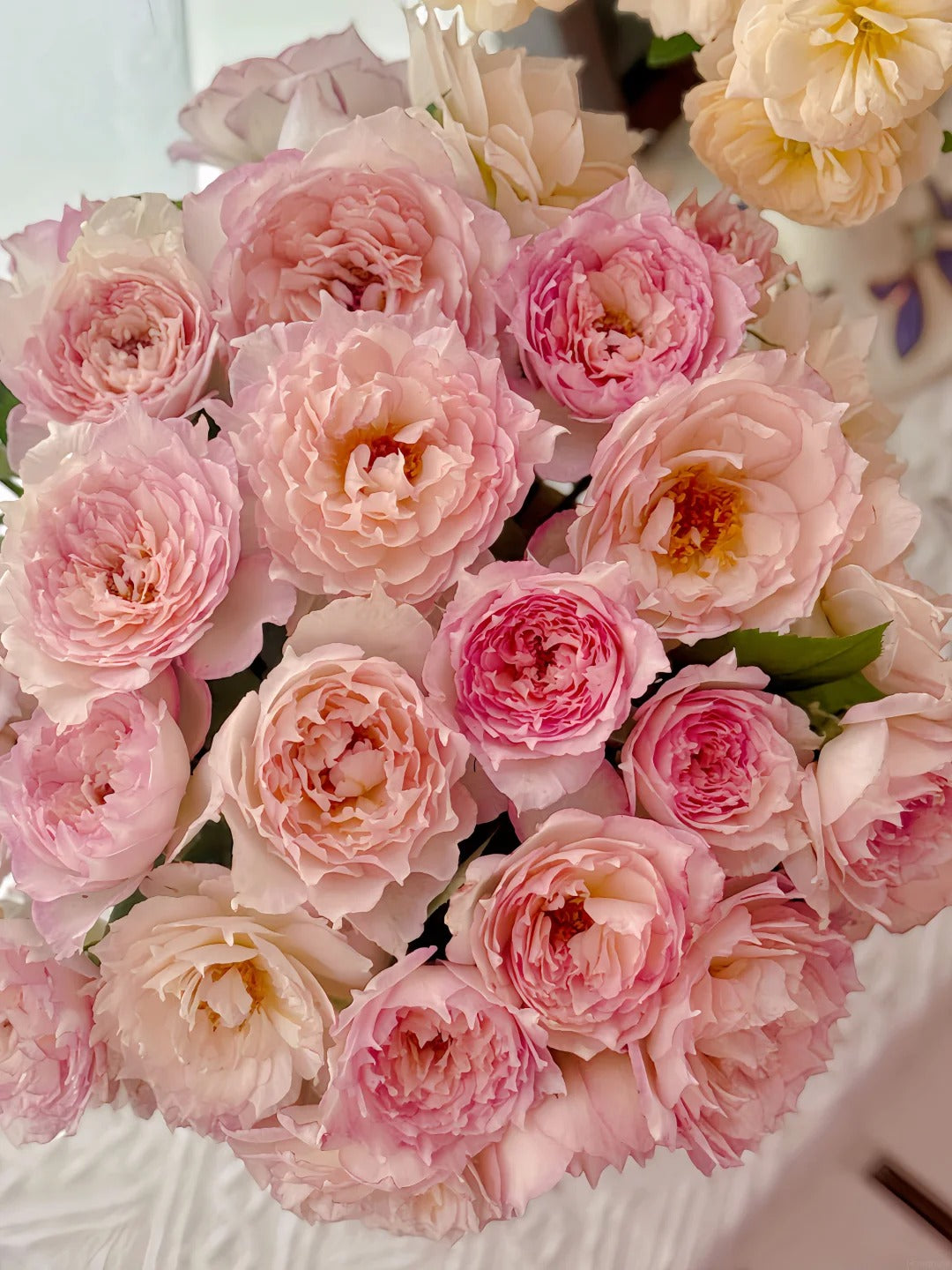 'Jade Bowl Lace' Shrub Rose