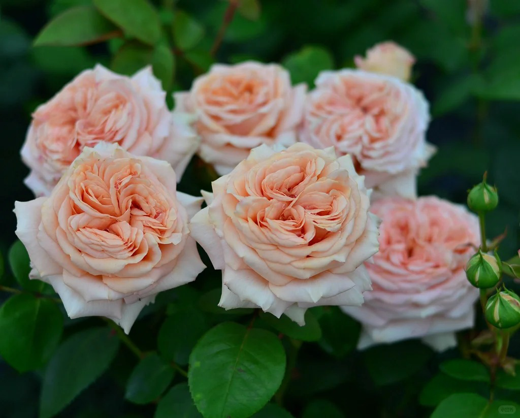 'Lady Capri' Shrub Rose