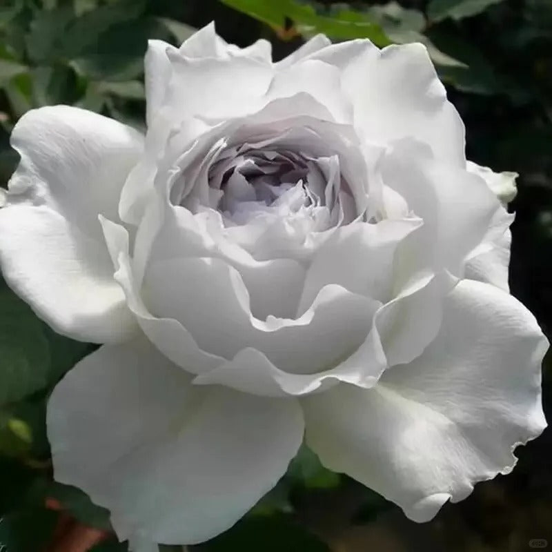 'Gabriel' Shrub Rose