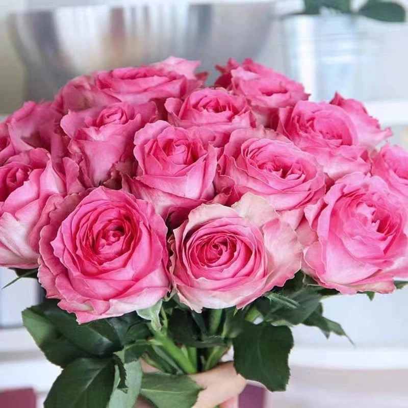 'Candy Avalanche' Shrub Rose