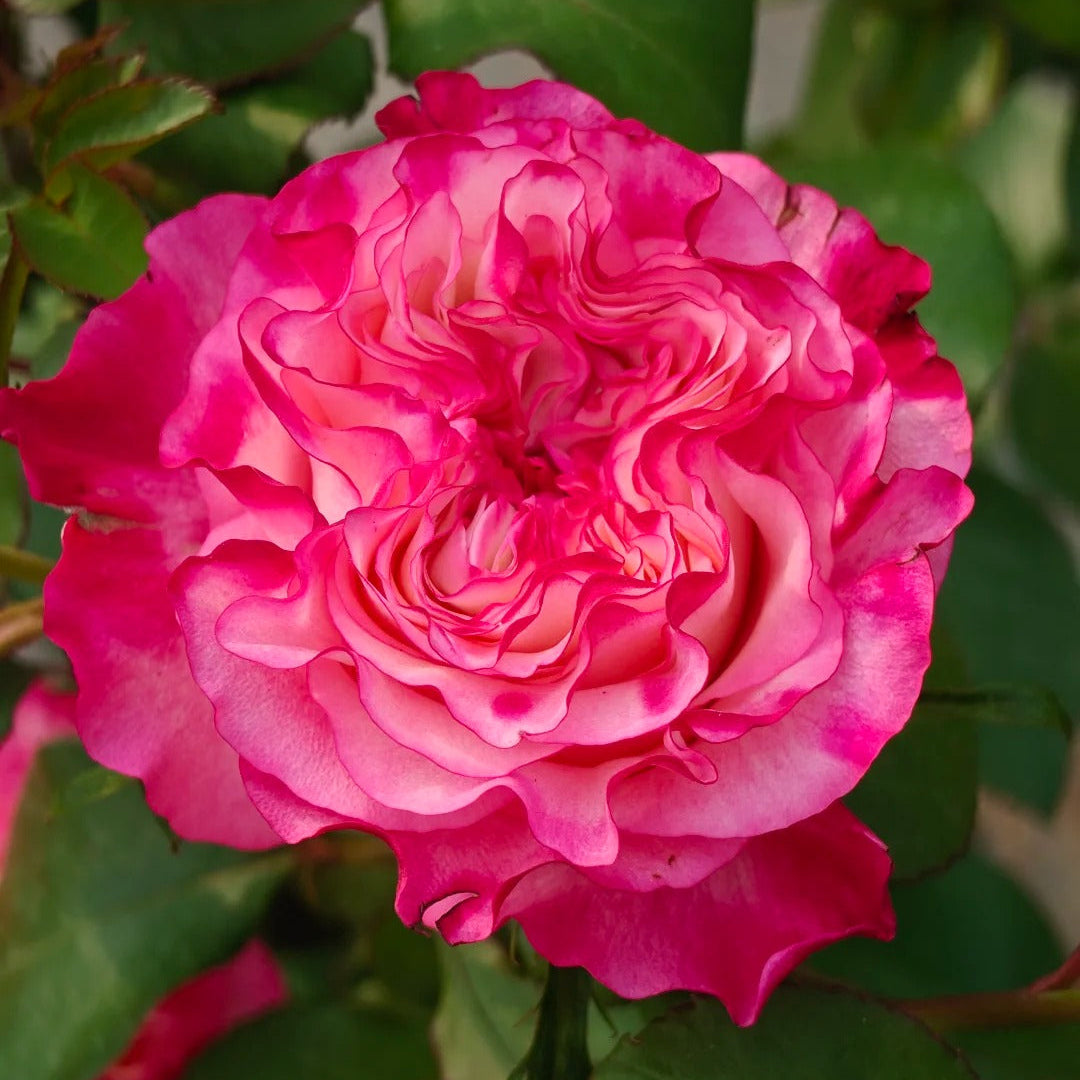 'Carmen' Shrub Rose