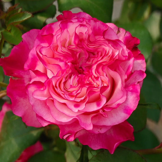 'Carmen' Shrub Rose