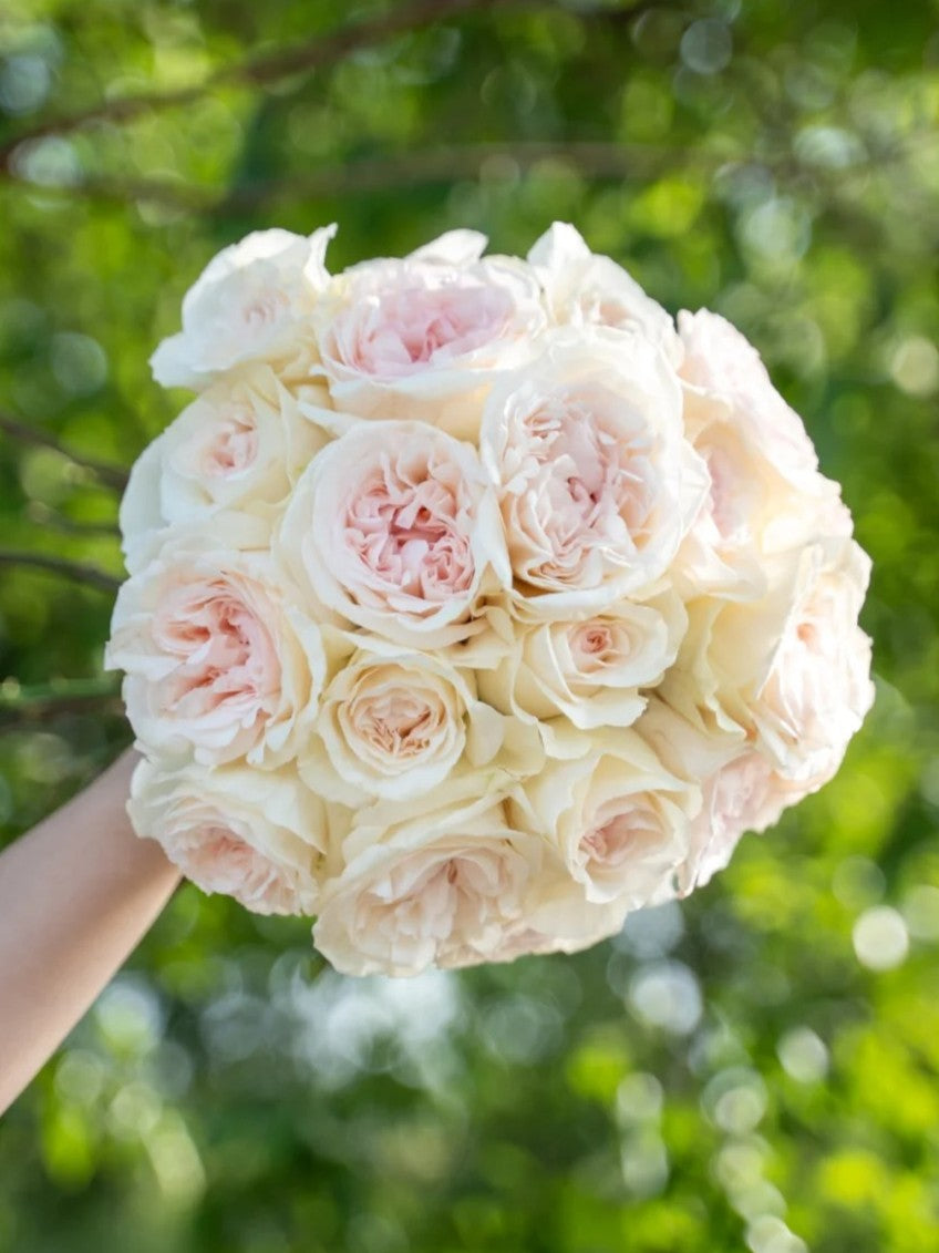 'Xiangsaixue' Shrub Rose