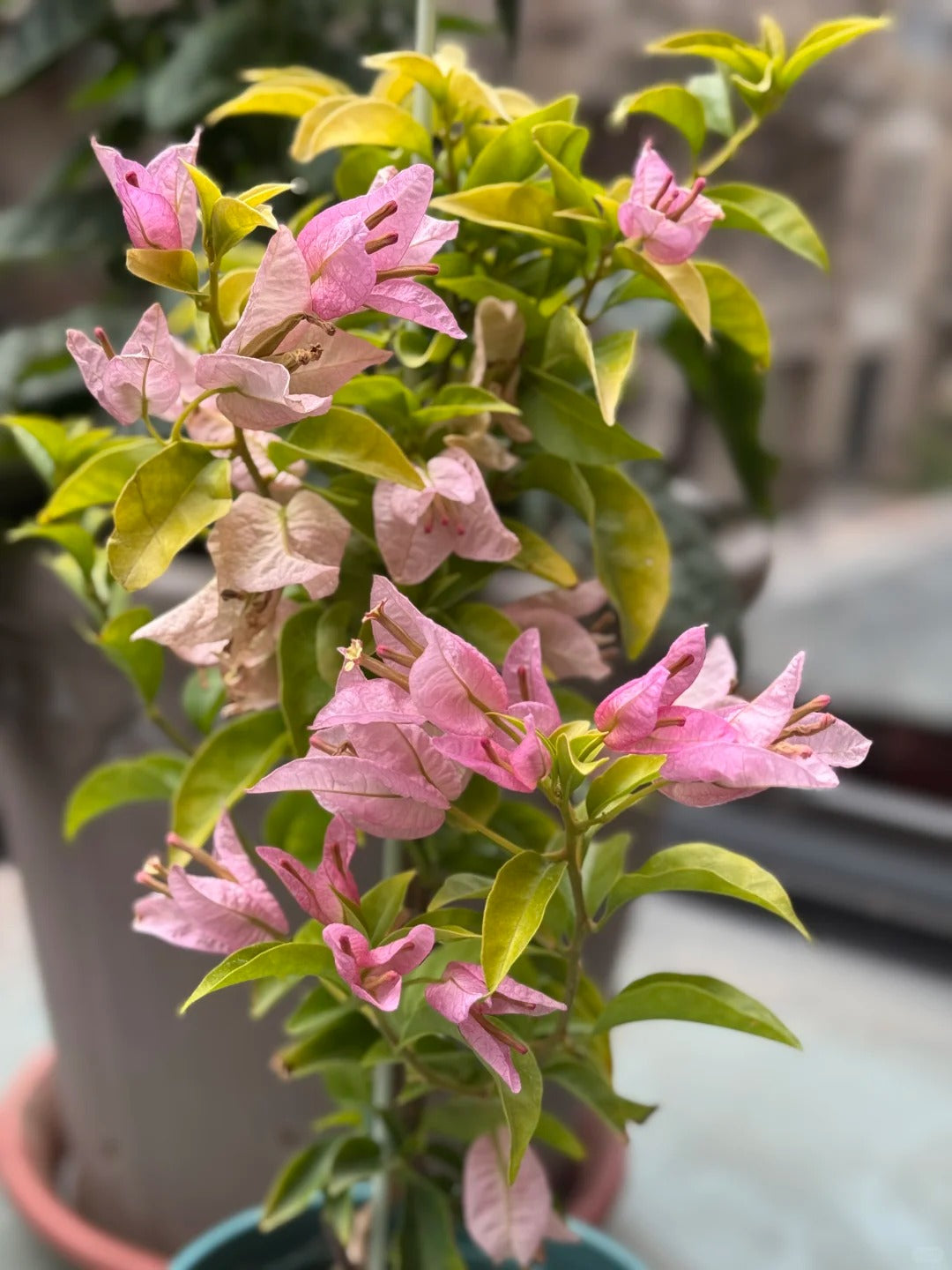 Bougainvillea 'Golden peach'
