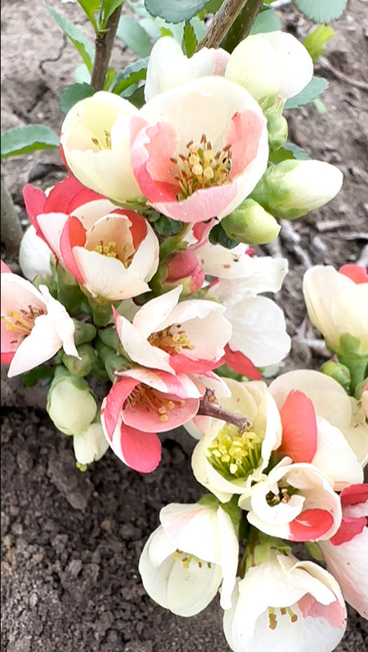 'Changshoubao' Japanese Flowering Quince
