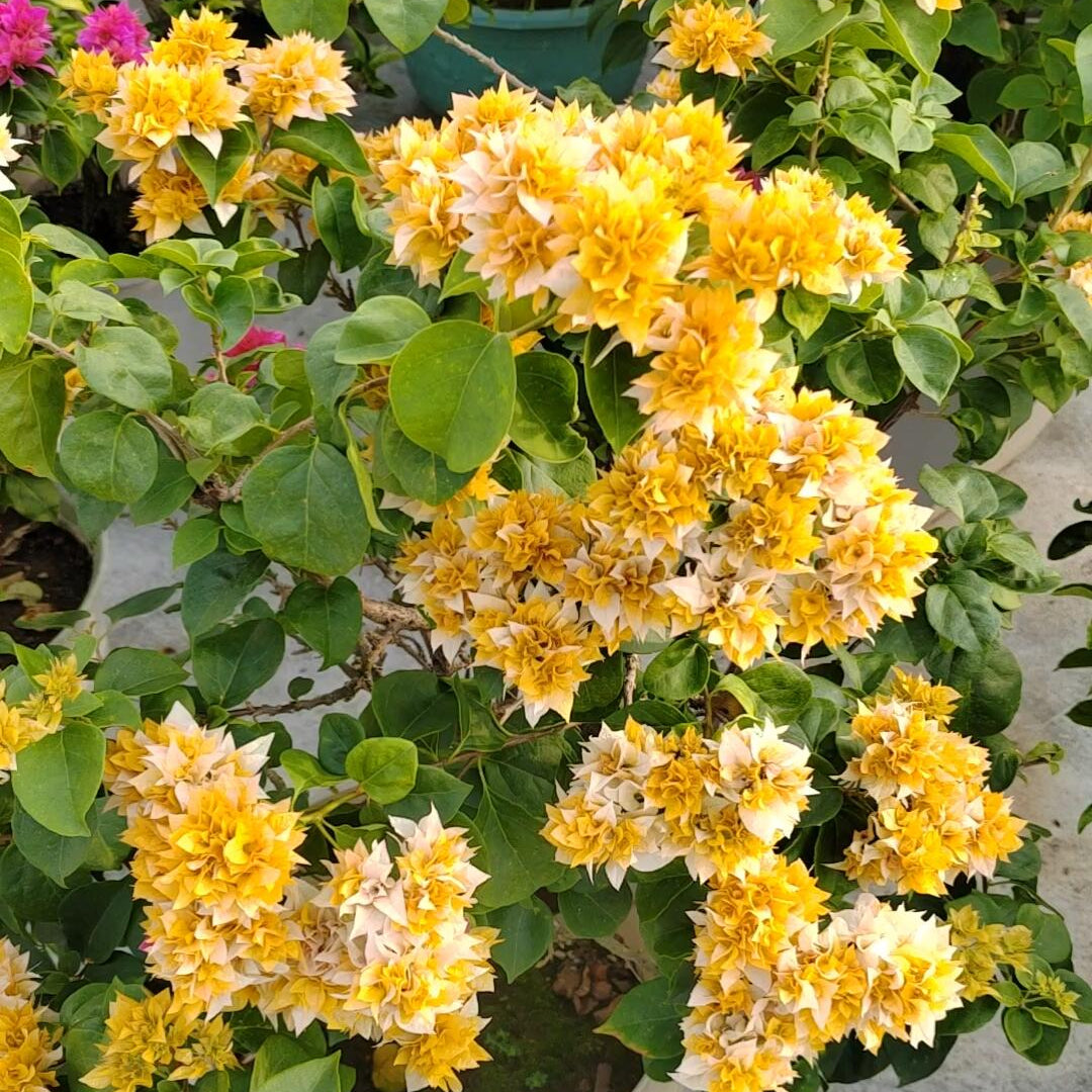 Bougainvillea 'Aussie Gold'
