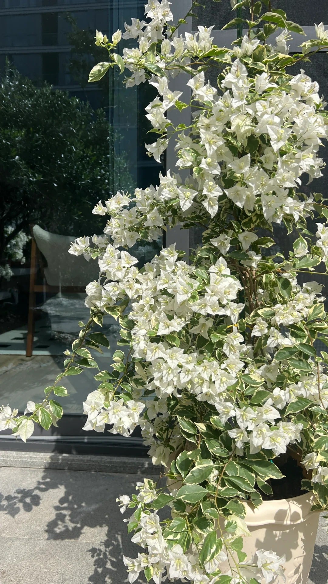 Bougainvillea 'Mrs Eva White Variegata'