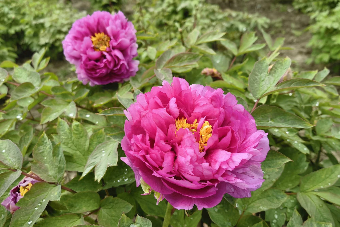 Fei Yan Ling Kong 飞燕凌空 Tree Peony