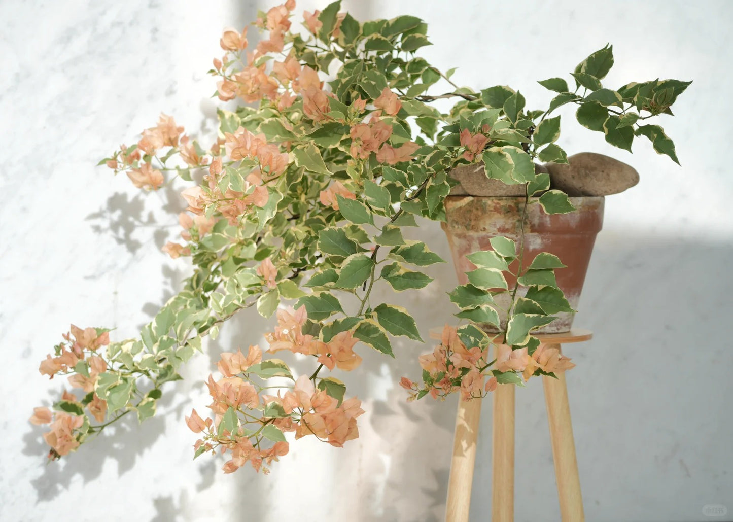 Bougainvillea 'Variegated Mas Perak'