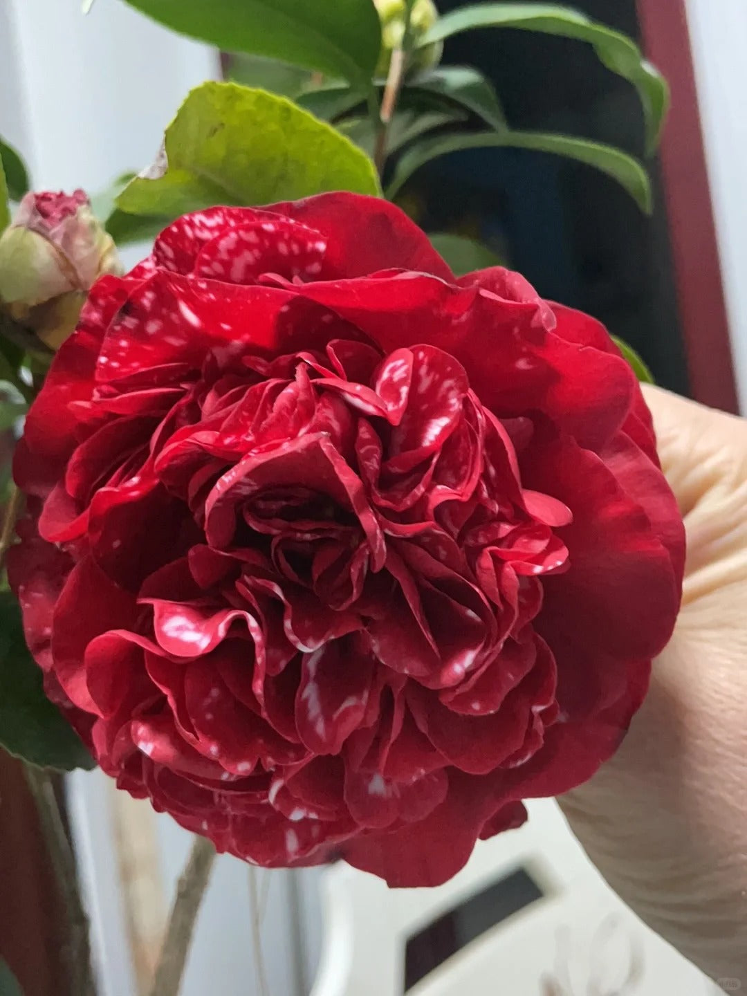 'Yunban Dayuanshuai' Camellia