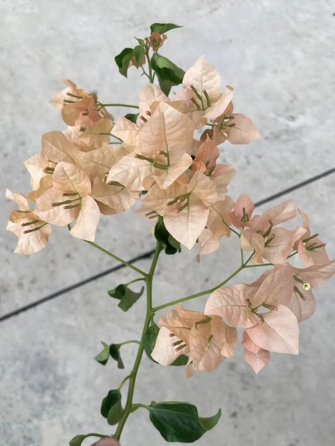 Bougainvillea 'Mona Lisa Tea'