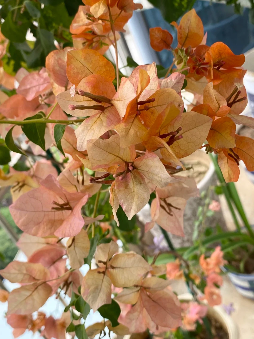Bougainvillea 'Orange September'