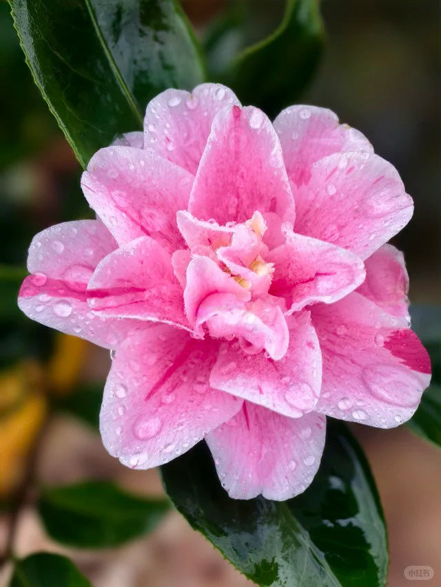 'Nishikiba-fukurin-ikkyū' Camellia
