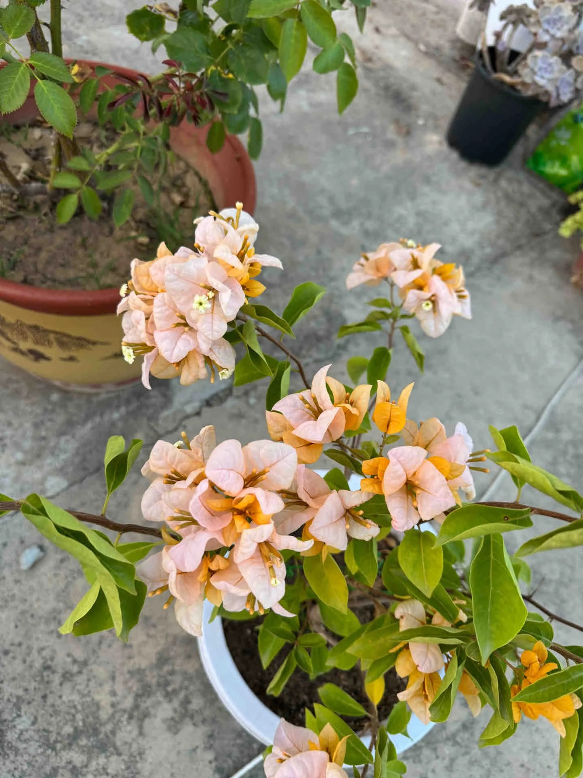 Bougainvillea 'Huangnvlang'
