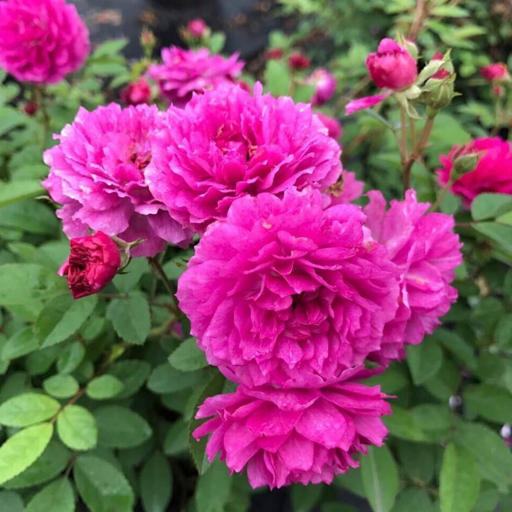 'Sweet Chariot' Tree Rose 22 in