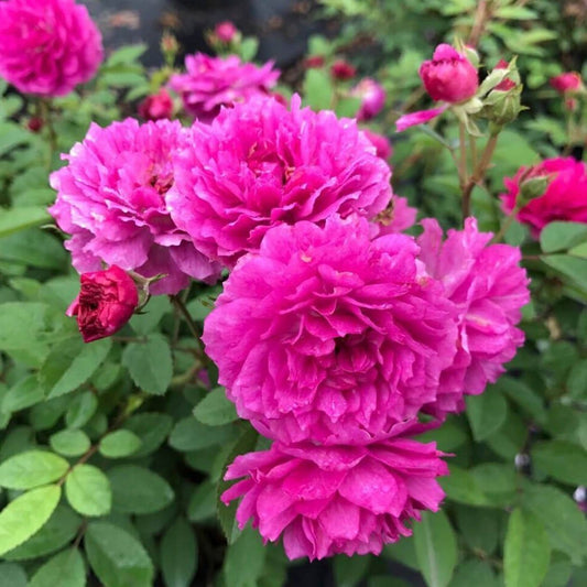 'Sweet Chariot' Tree Rose 22 in
