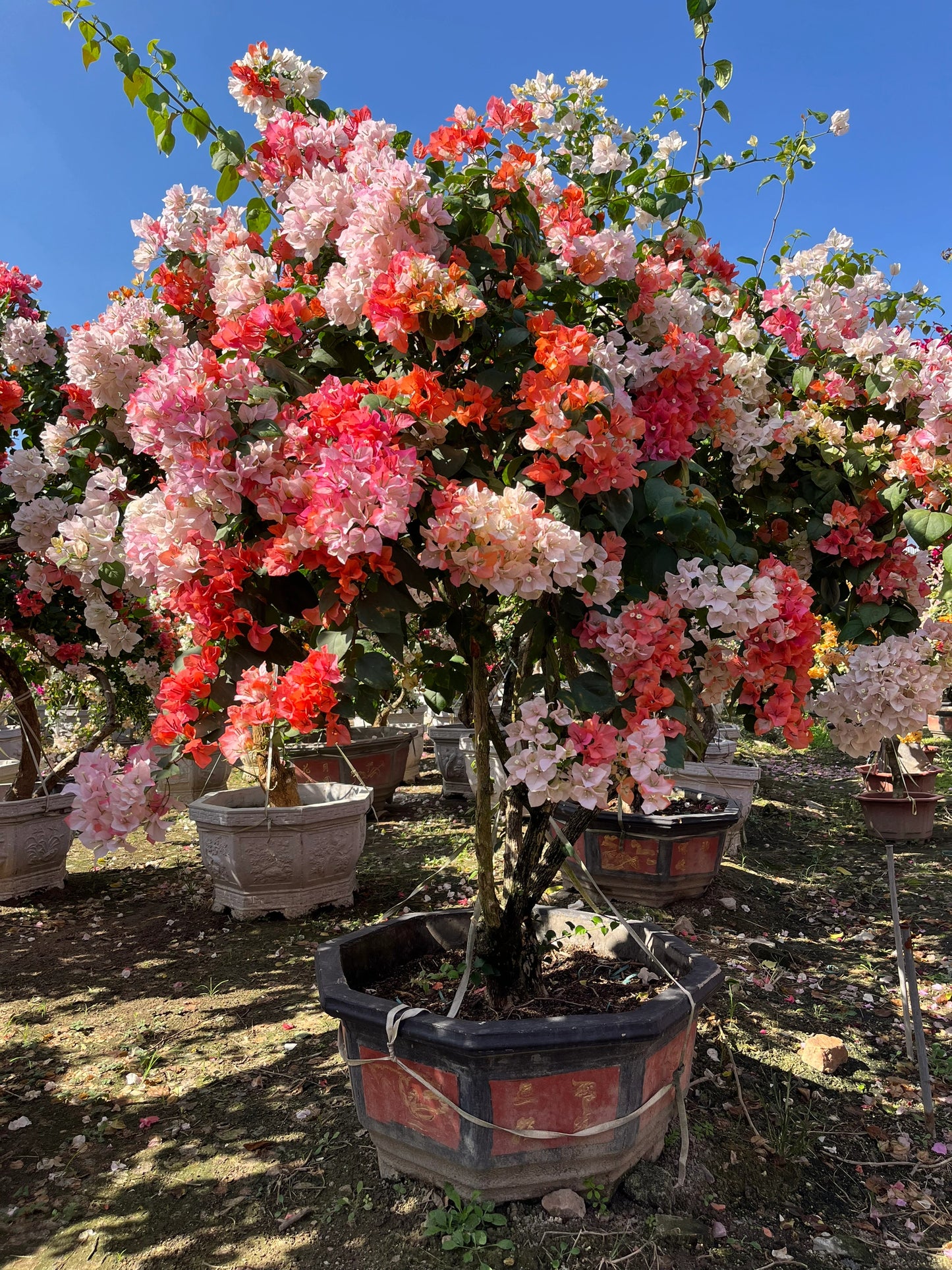 Bougainvillea 'Maharani'