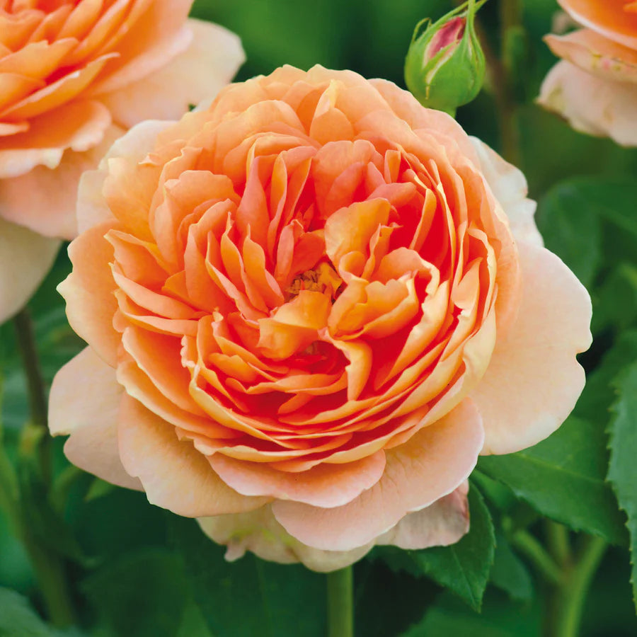 Carding Mill®  (Auswest) David Austin® Shrub Rose Brush Live Plant, 5 gallon