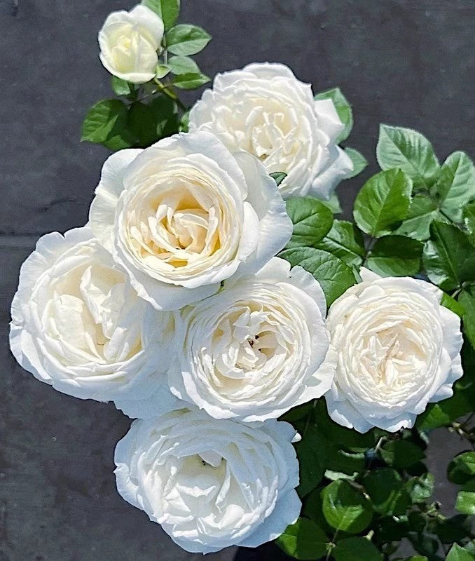 'Yves Wedding Road' Shrub Rose