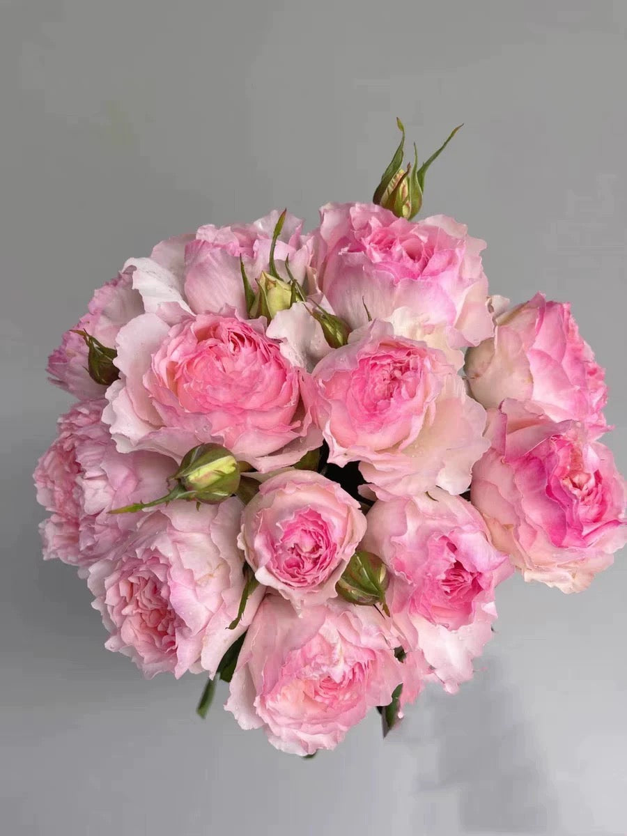 'M-Perzik' Shrub Rose