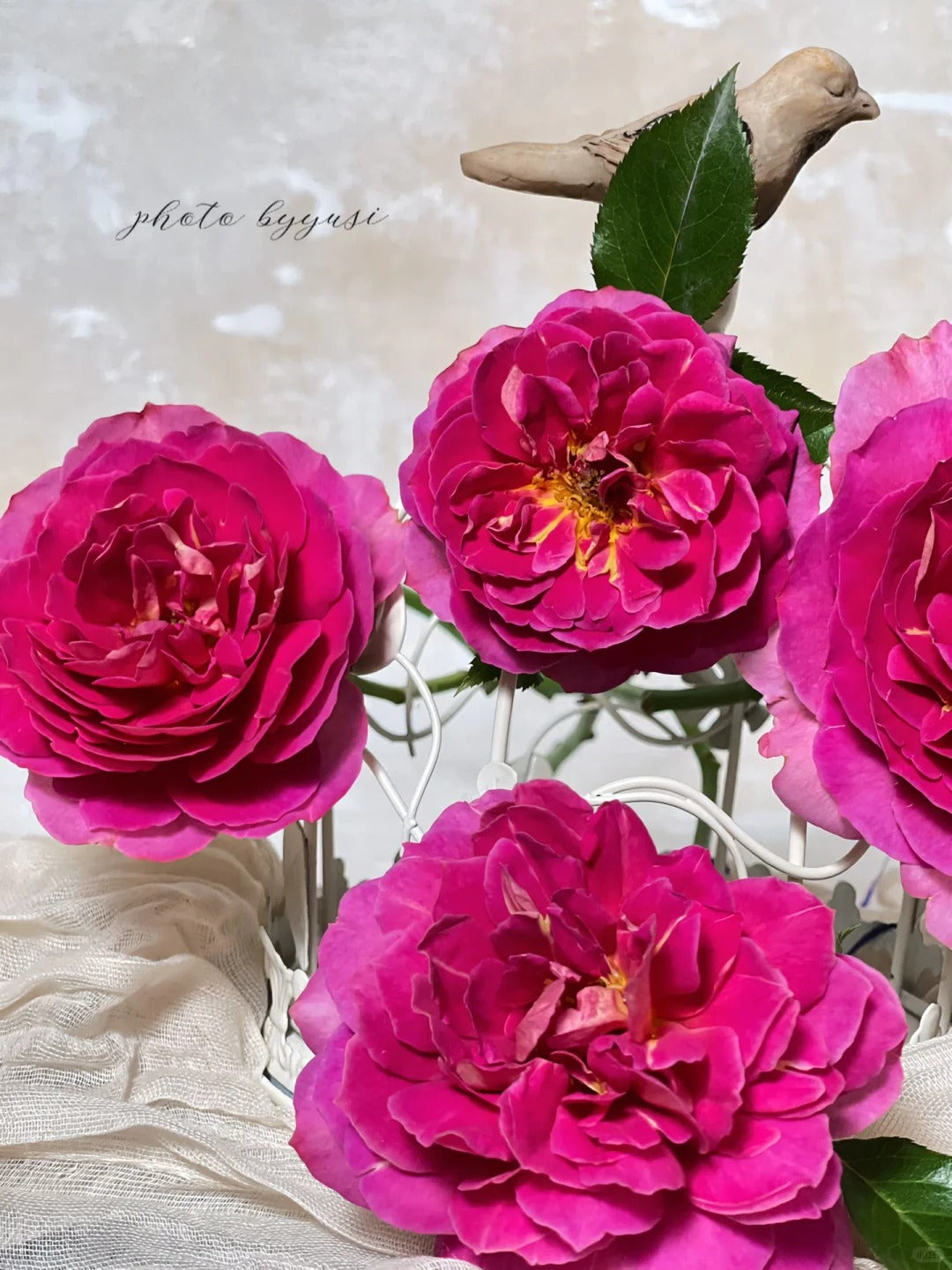 'Esprit de Paris' Shrub Rose