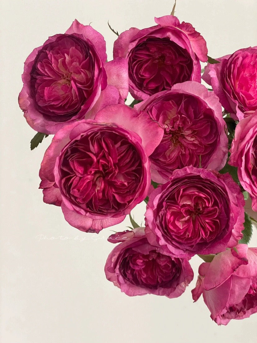 'Thierry Marx' Shrub Rose