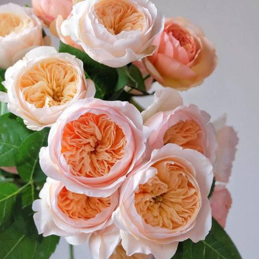 Ausjameson - English Shrub Rose Brush Wedding Cut Roses Live Plant, 3-5 gallon