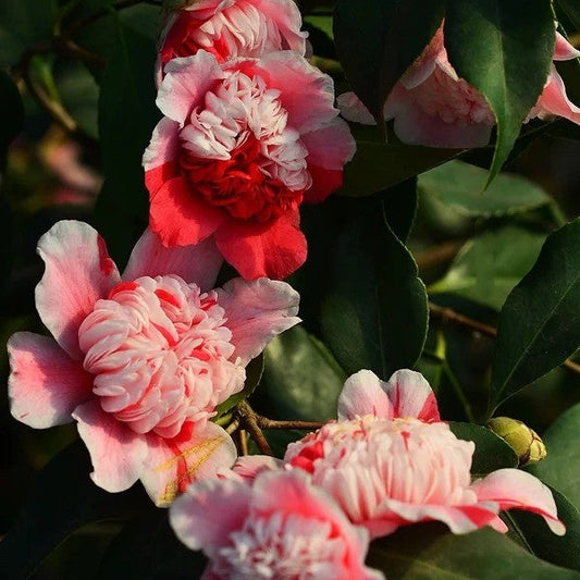 'Anemone Five Color' Camellia