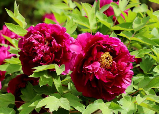 Guan Qun Fang 冠群芳 Tree Peony