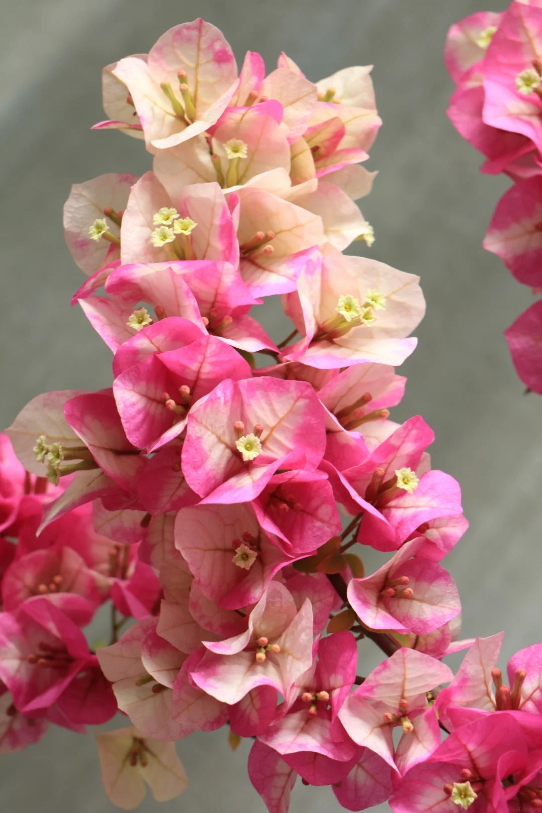 Bougainvillea 'Kelisa'