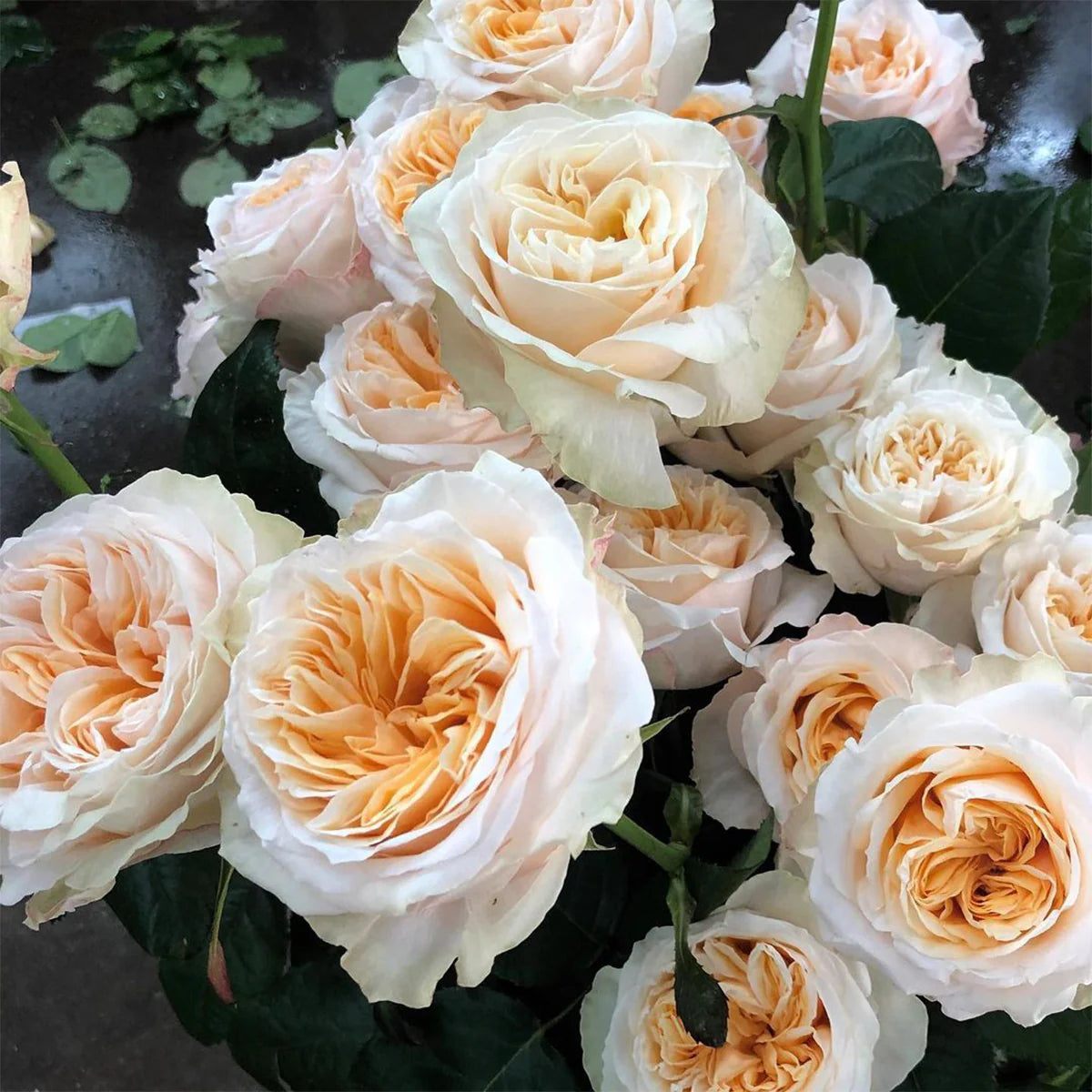 'Victorian Peach' Shrub Rose