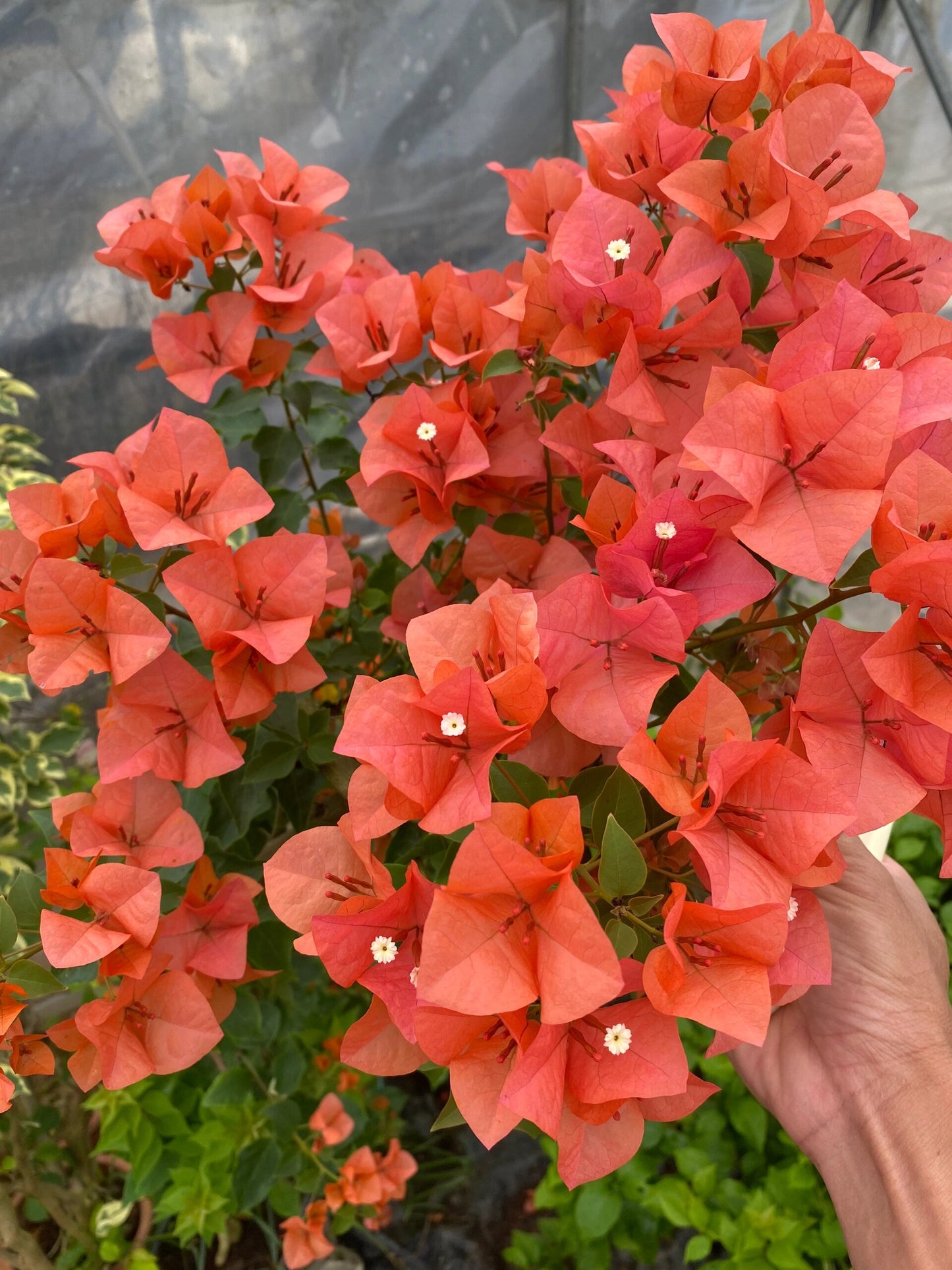 Bougainvillea 'Lemon Orange'