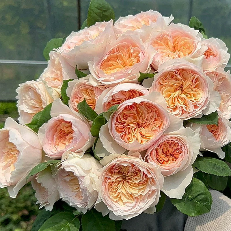 'Hanxian' Climbing Rose