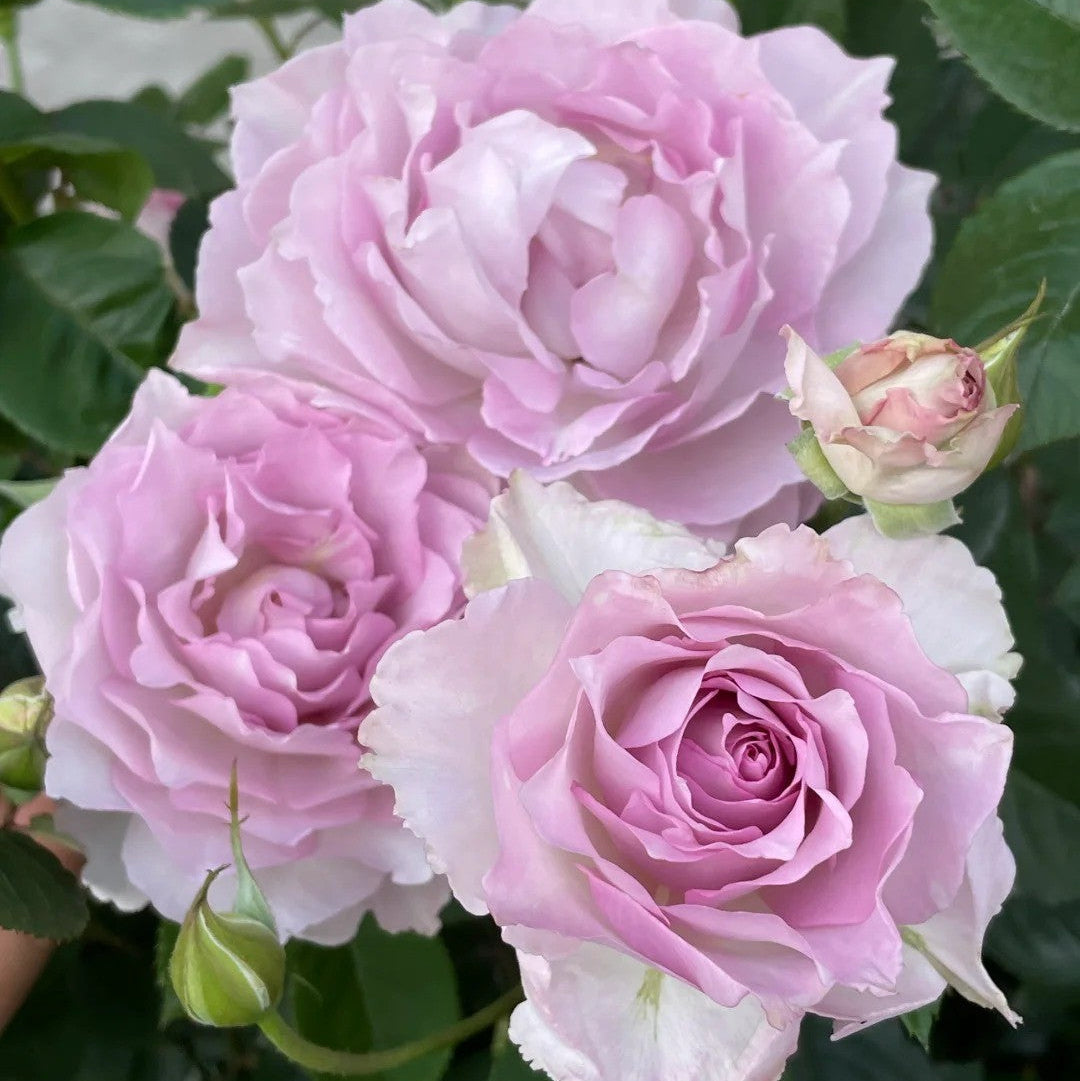 'Lu Ning Xiang' Shrub Rose