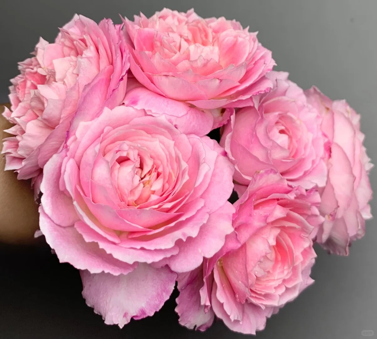 'Xingyuan Xueqing' Shrub Rose