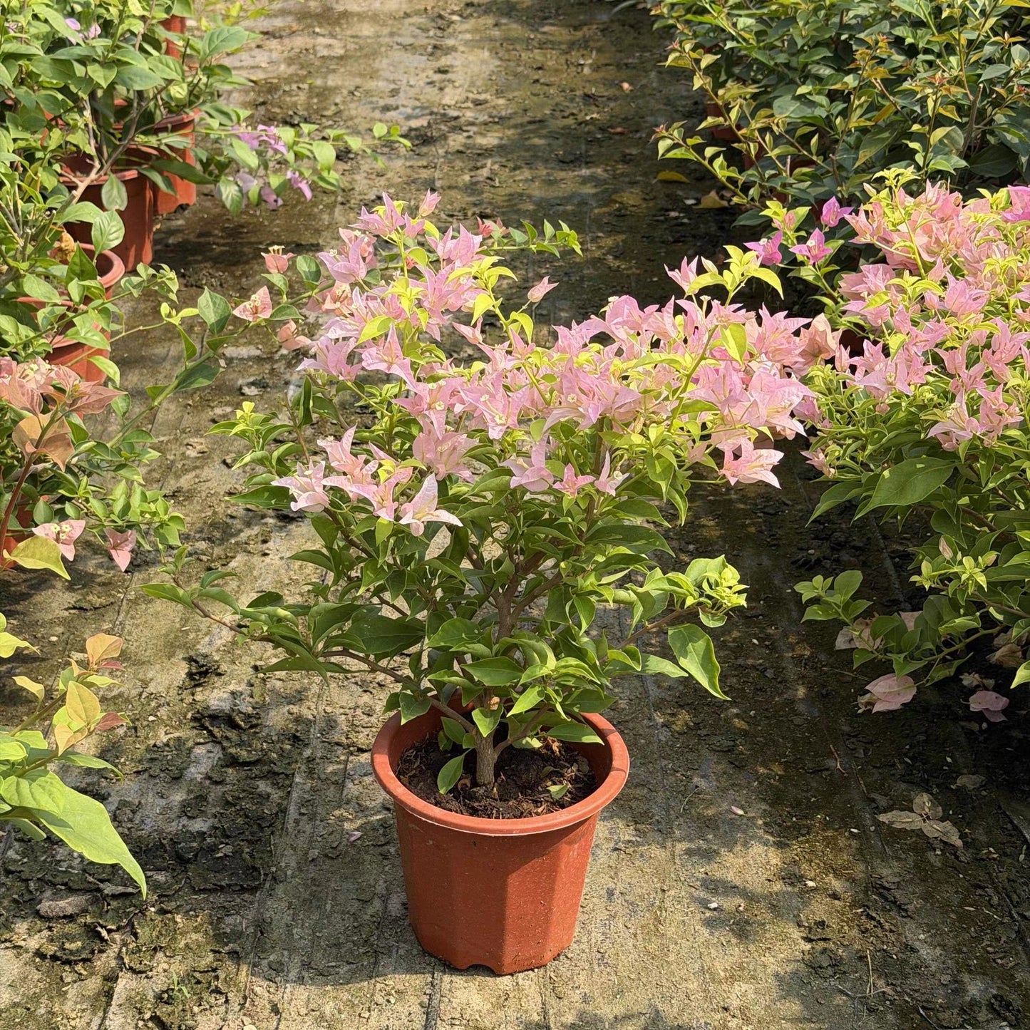Bougainvillea 'Golden peach'