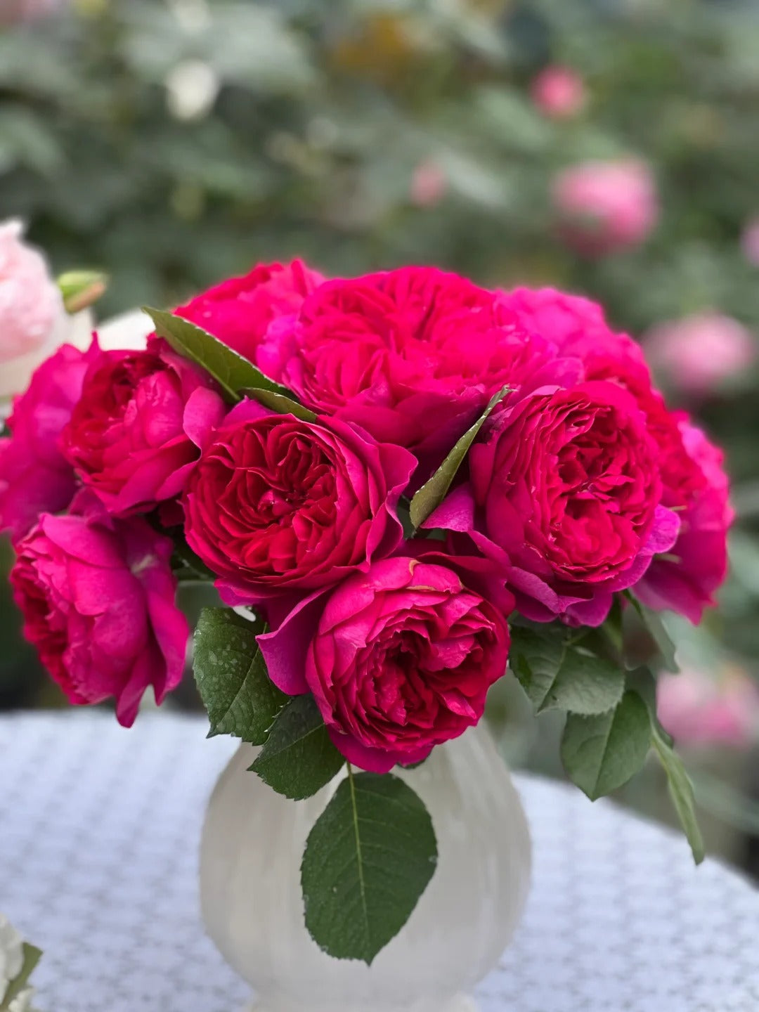 'Cixuan' Shrub Rose