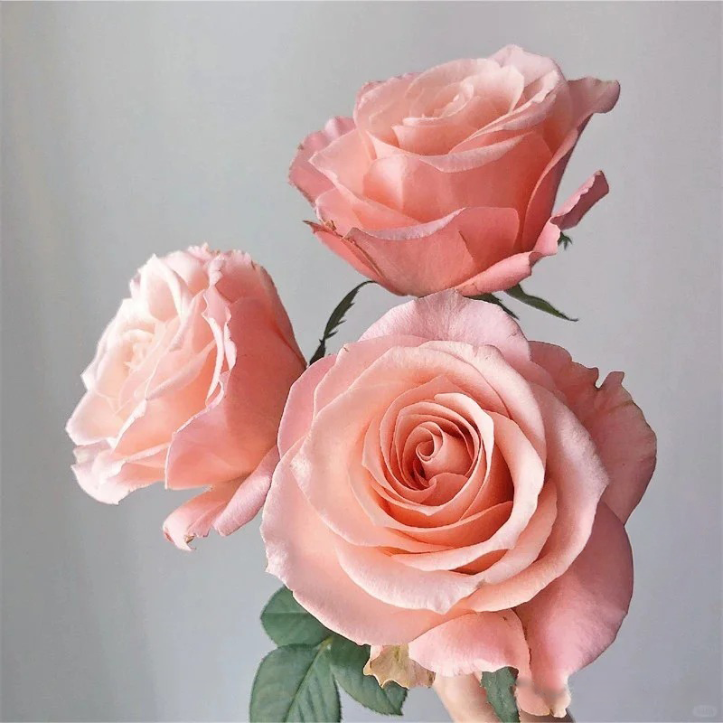 'Martha' Shrub Rose