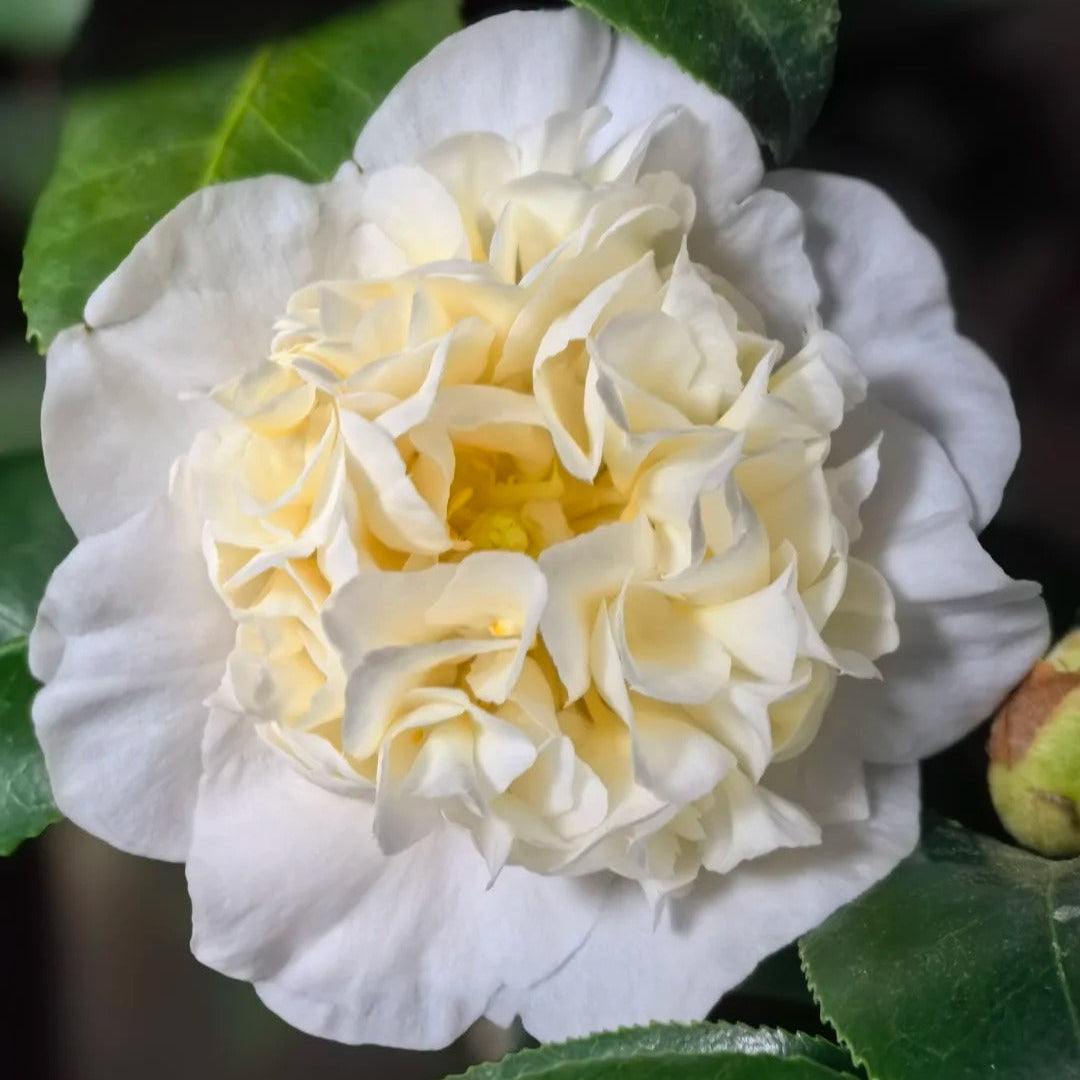 'Brushfield's Yellow' Camellia