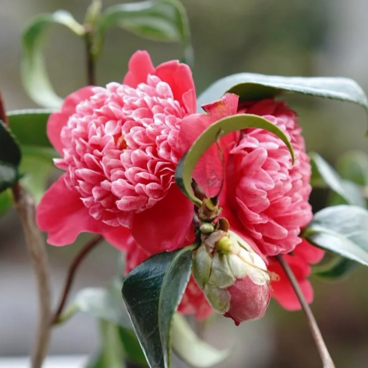 'Karakozaki Unryu' Camellia