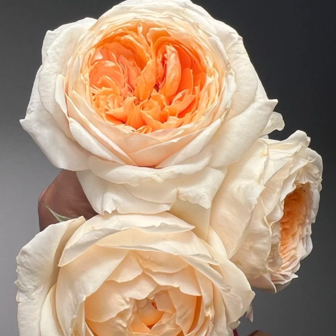 'Yunni' Shrub Rose