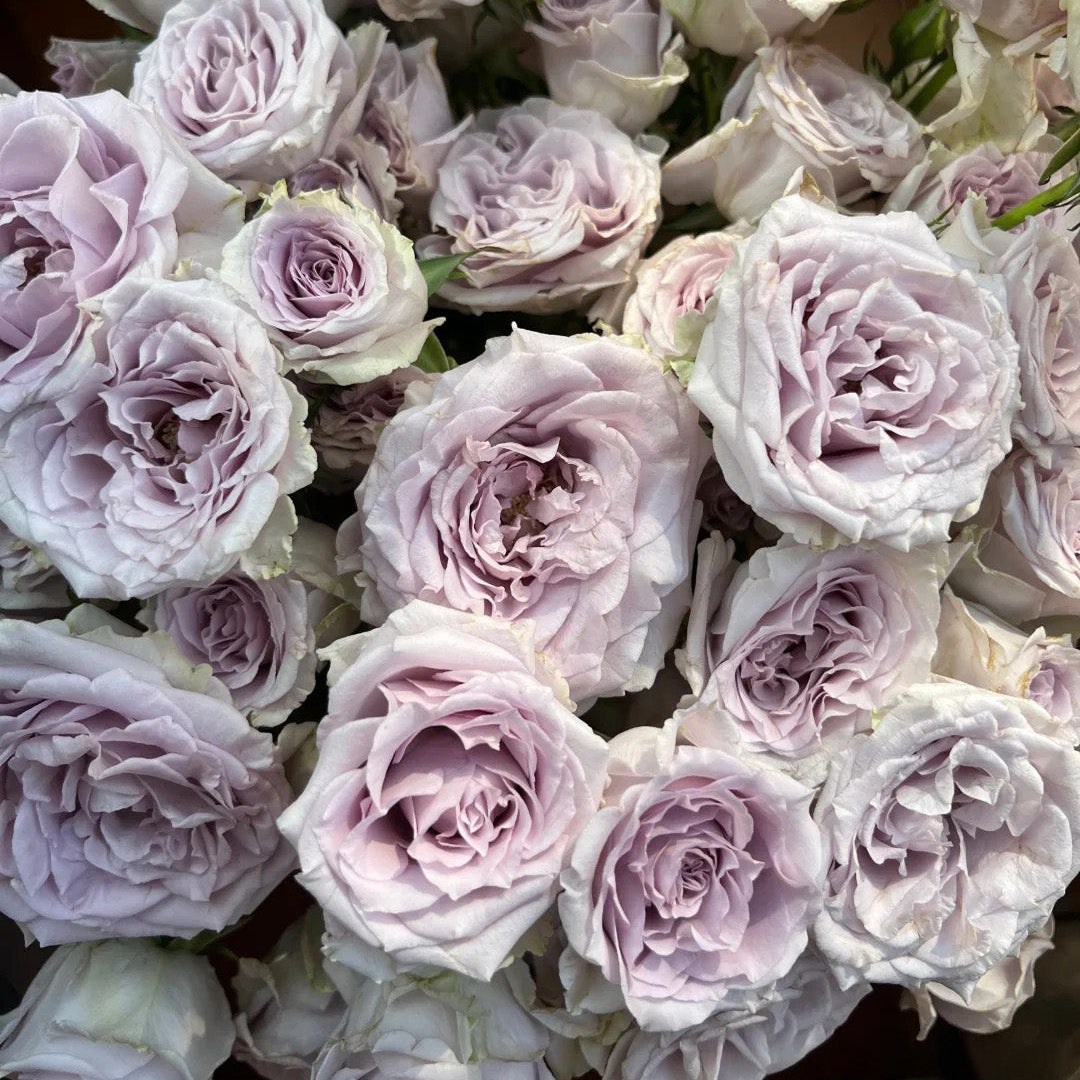 'Daizi' Shrub Rose